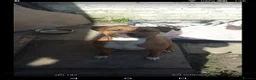 Staffordshire Bull Terrier dogs for sale: Staffy for sale - Advert 2