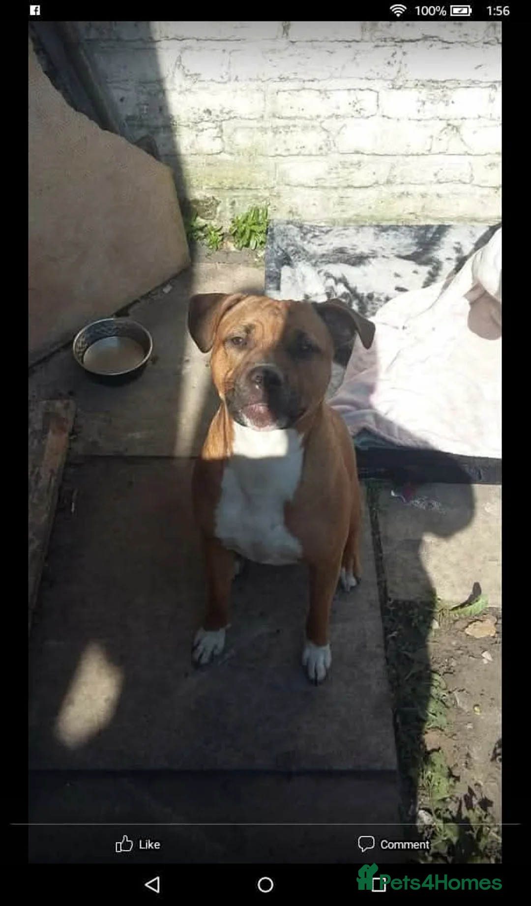 Staffordshire Bull Terrier dogs for sale: Staffy for sale - Advert 2