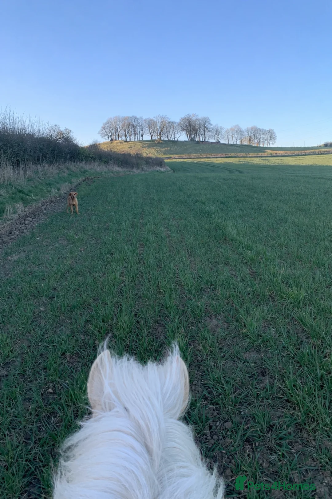 Labrador Retriever dogs for stud: Wiremoors Bram fox red fully health tested dog - Advert 18