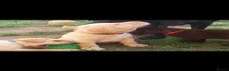 Labrador Retriever dogs for sale: Beautiful Labrador puppies  - Advert 15