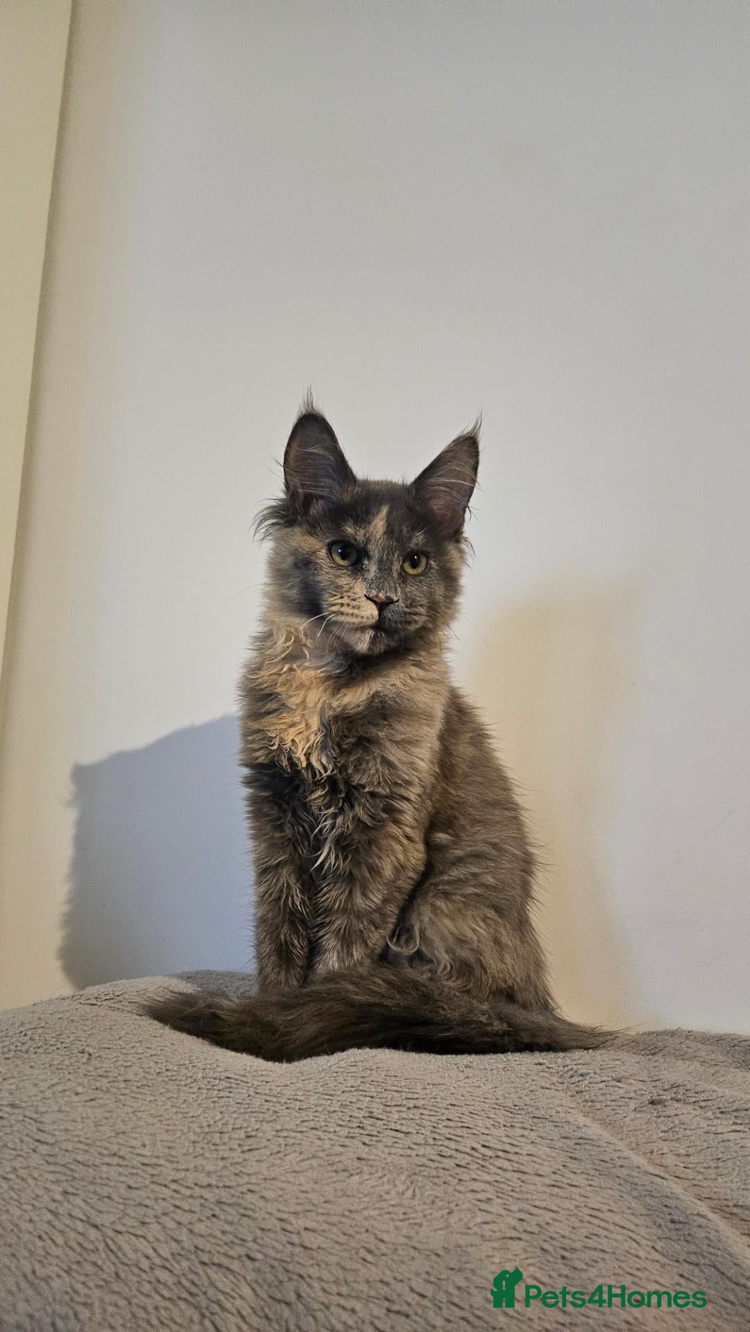 Maine Coon cats for sale: Maine Coon Kitten - Advert 1