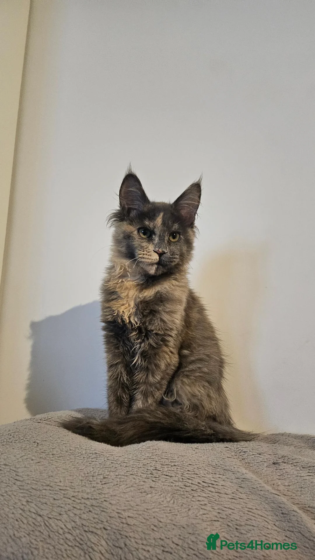 Maine Coon cats for sale: Maine Coon Kitten in Greenford - Advert 1