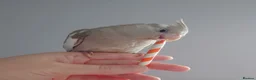 Cockatiels birds for sale: Hand reared silly tame DNA sexed baby cockatiels  - Advert 8