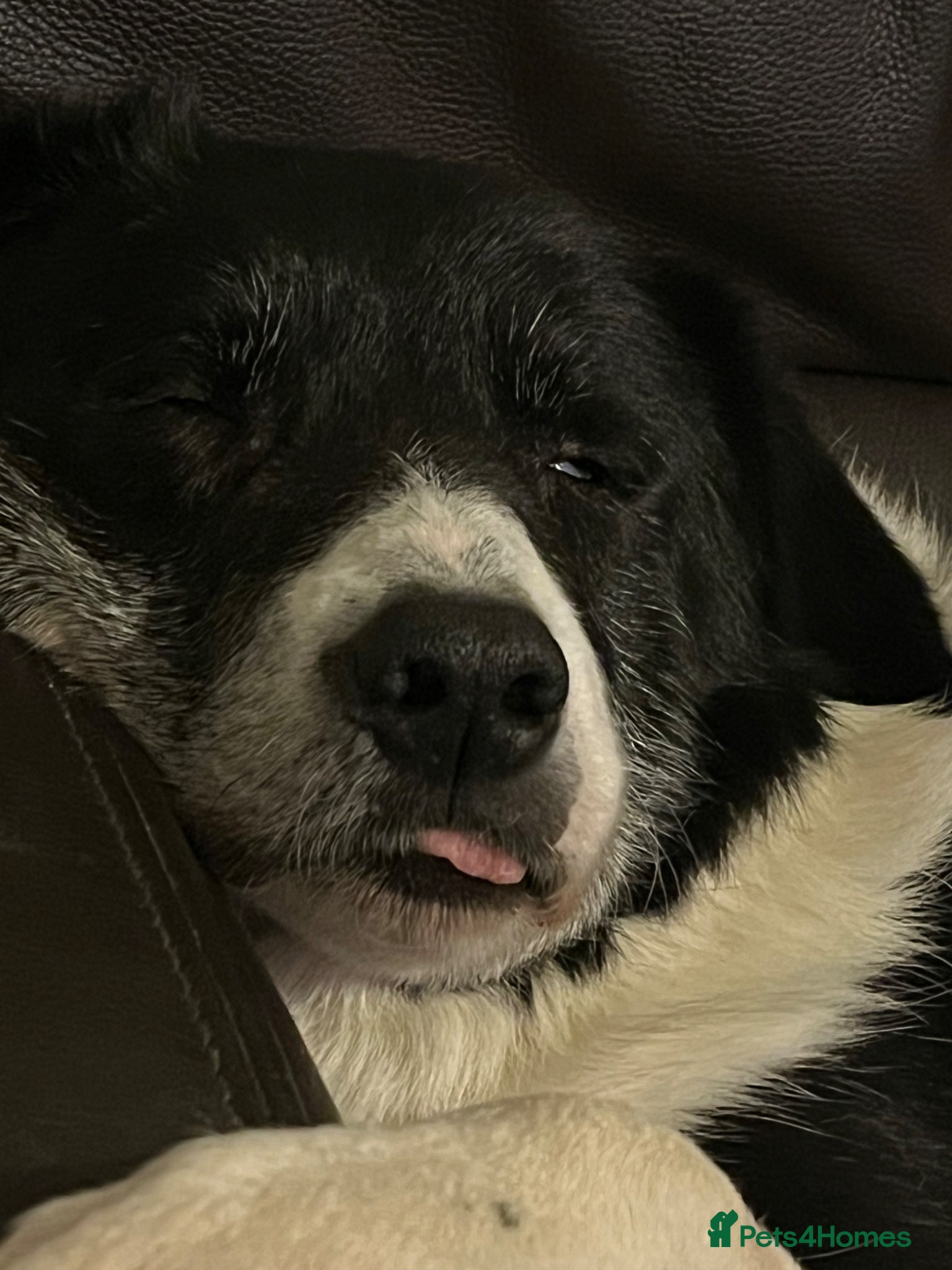 Border Collie dogs for sale: Blue merle  in Ammanford - Advert 7
