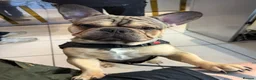 French Bulldog dogs for stud: French Bulldog Stud Available (fluffy carrier) in London - Advert 4