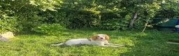 Cocker Spaniel dogs for sale: Cute male cocker Spaniel  - Advert 3