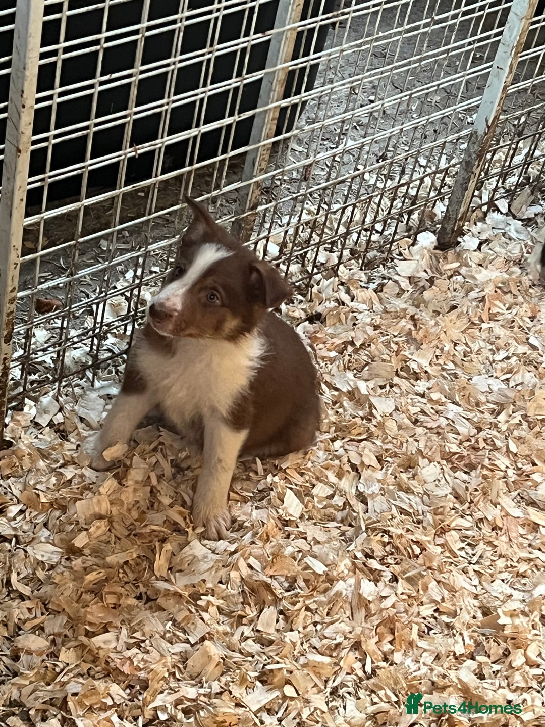 Border Collie dogs for sale: Border collie puppies  - Image 5