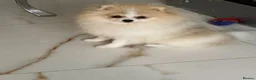 Pomeranian dogs for sale: Gorgeous Pom Boy - Advert 24