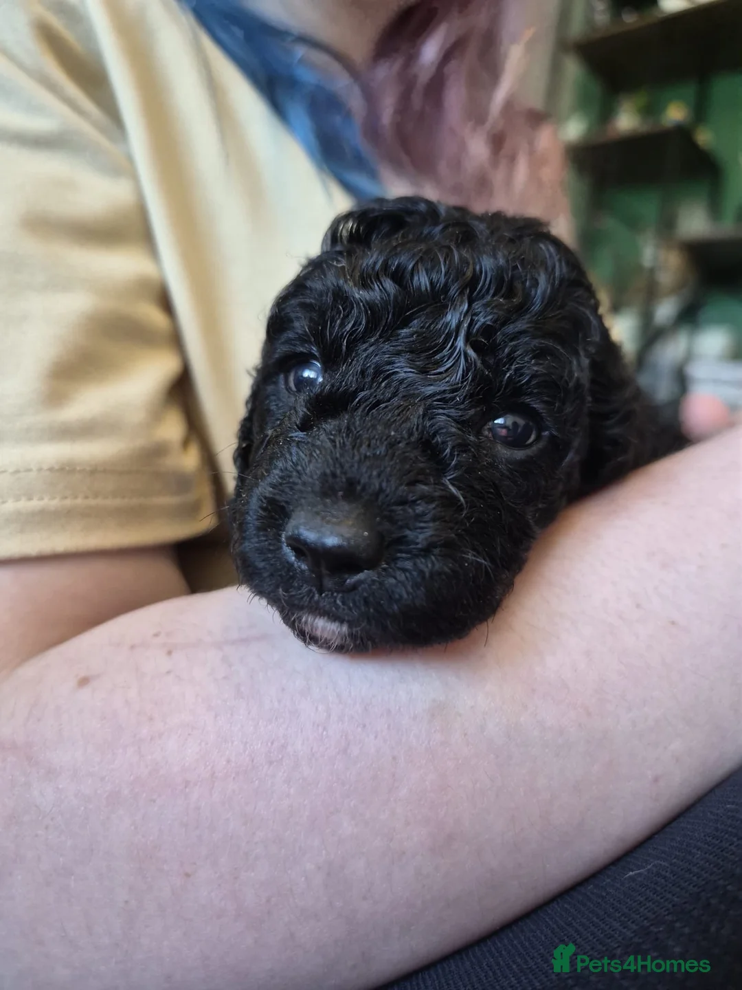 Cockapoo dogs for sale: Cockapoo puppies - Advert 1