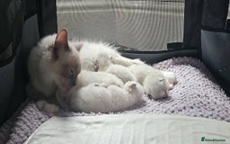 Ragdoll cats for sale: Stunning registered seal tabby ragdoll GC lines - Image 30