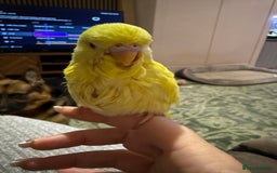 Budgerigars birds for sale: Hand reared Budgies’s  - Image 8