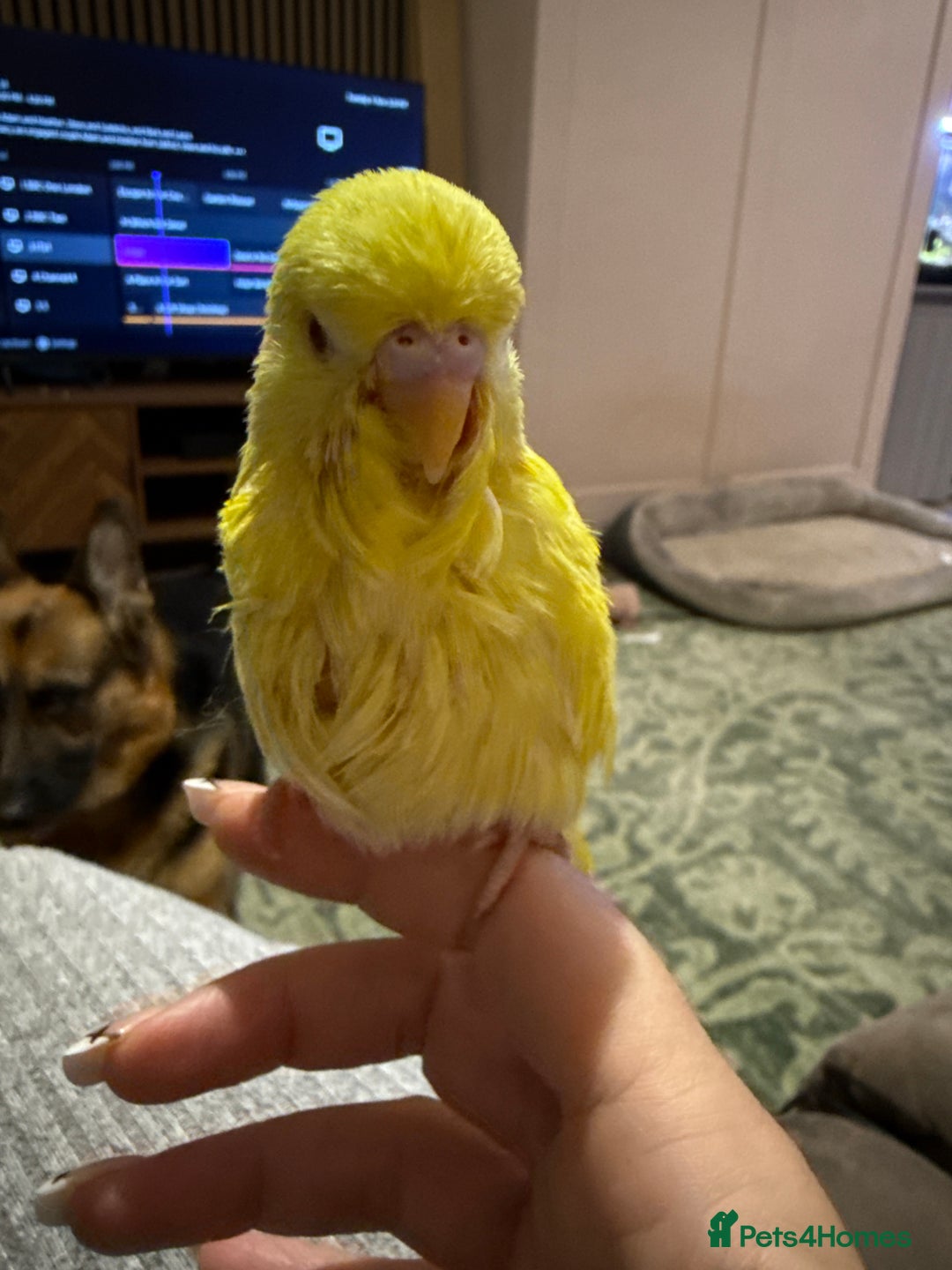 Budgerigars birds for sale: Hand reared Budgies’s  - Image 8