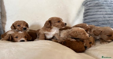 Cockapoo dogs - Advert 11