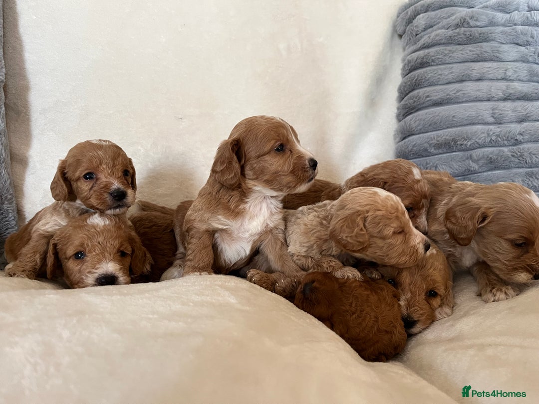 Cockapoo dogs for sale: Cockapoo puppies - DNA Health test clear  - Image 2