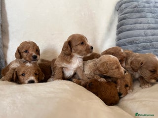 Cockapoo dogs - Advert 6