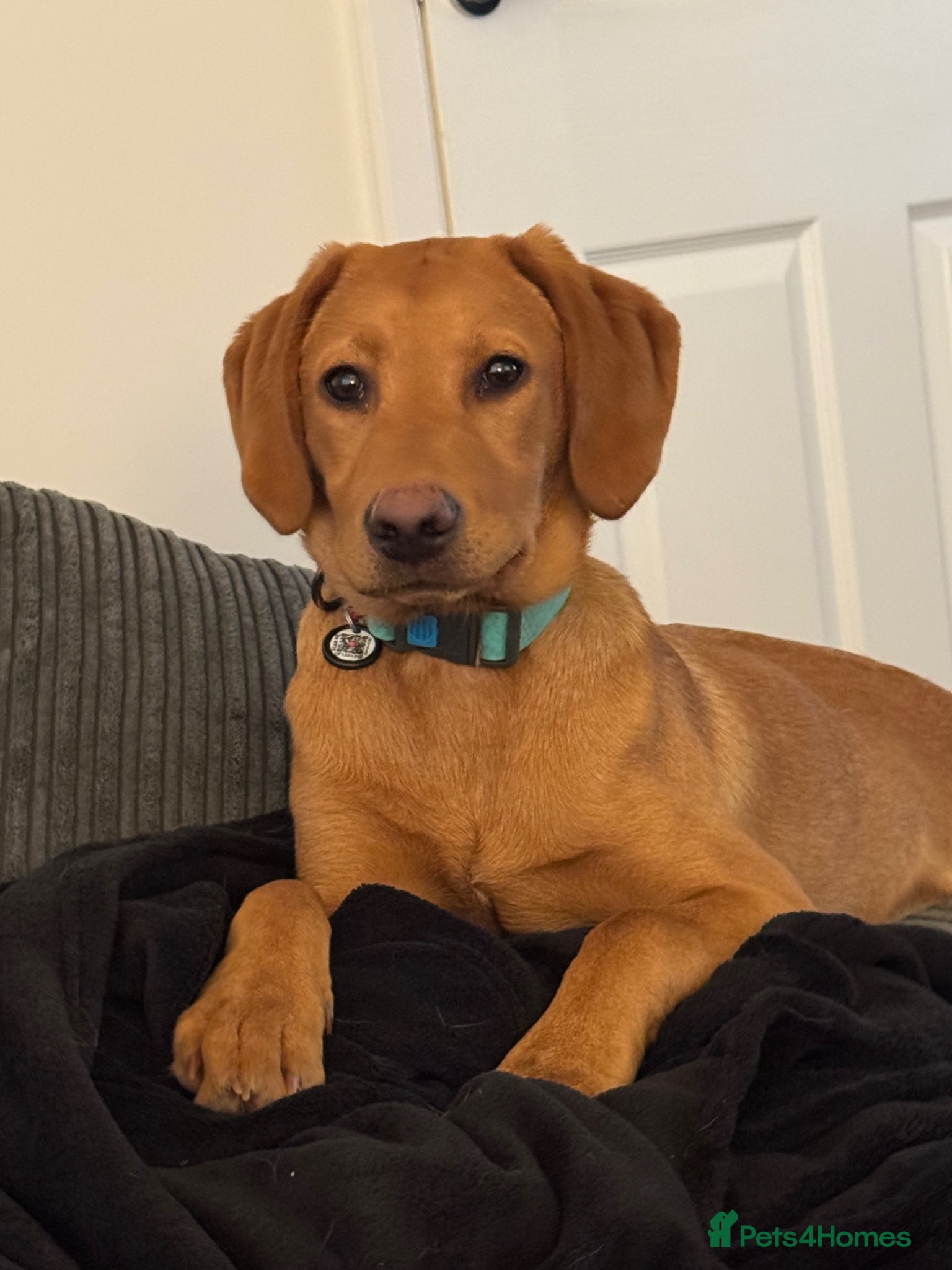 Labrador Retriever dogs Lovely fox red Labrador looking for a new home  - Advert 6