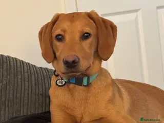 Labrador Retriever dogs Lovely fox red Labrador looking for a new home - Advert 3