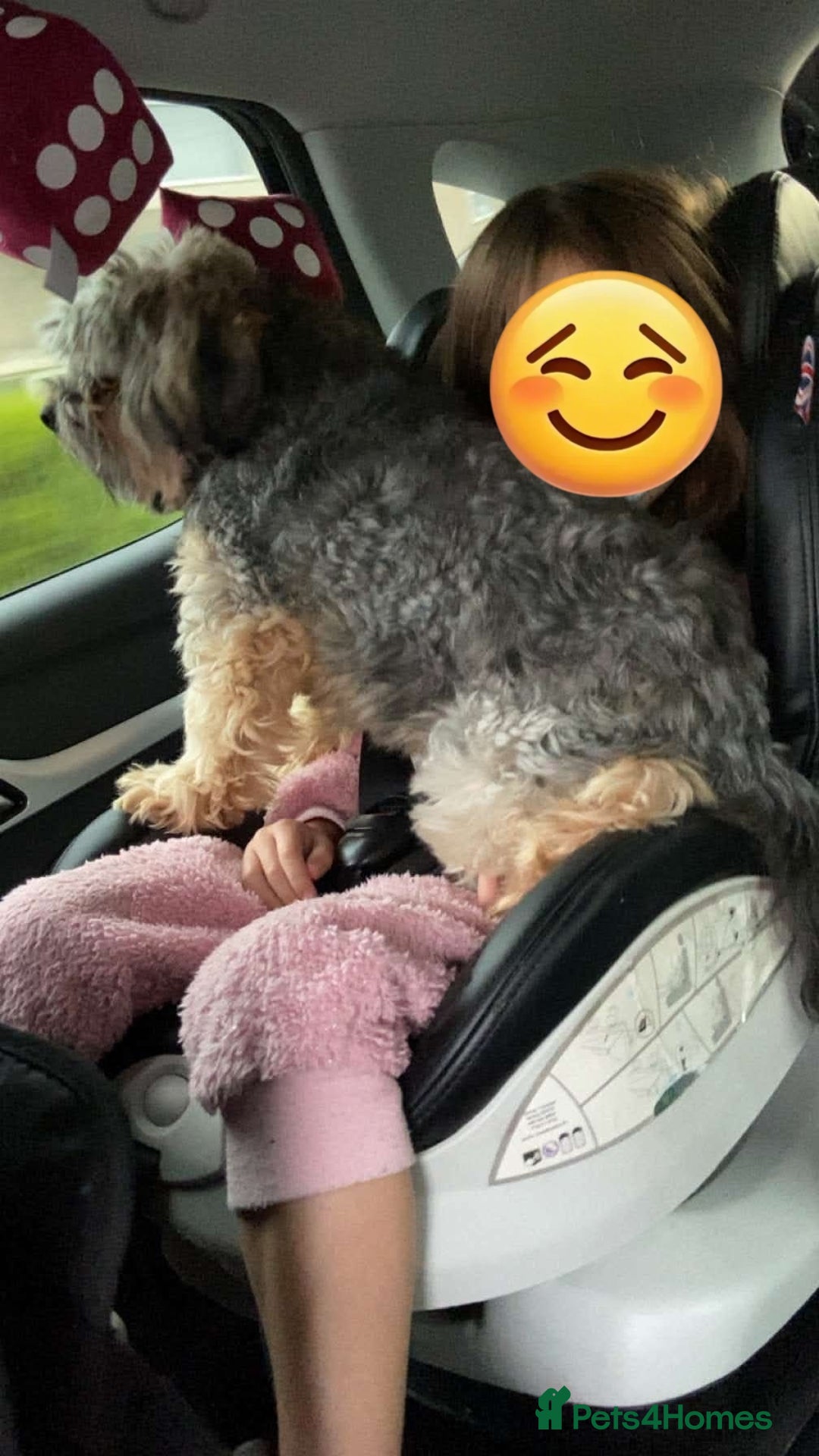 Morkie dogs for sale: Loveable Morkie - Advert 5