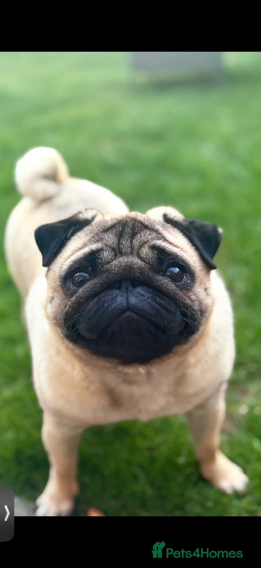 Pug dogs for sale: Stunning pug little betty in Yarm - Advert 3