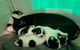 Chihuahua dogs for sale: Chihuahua puppies for sale  - Advert 4