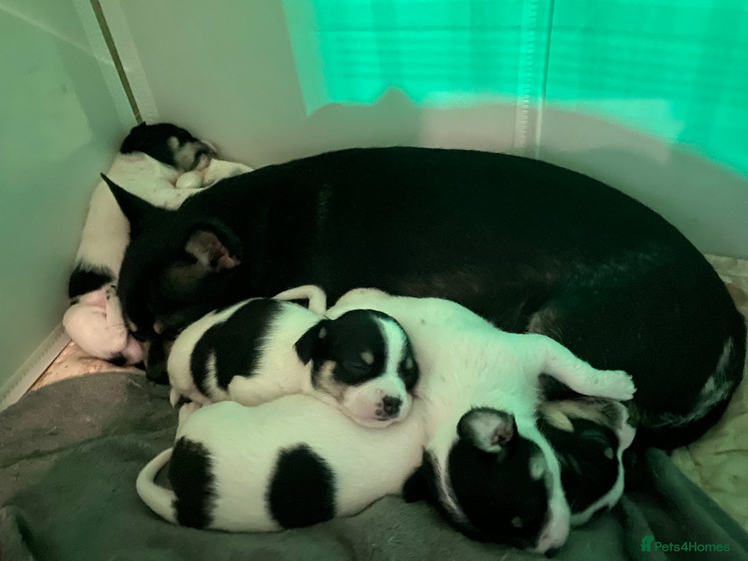 Chihuahua dogs for sale: Chihuahua puppies for sale  - Advert 4