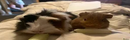 Guinea Pig rodents for sale: guinea pigs - Advert 4