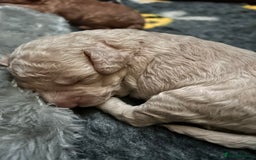 Miniature Poodle dogs for sale: Stunning Miniature Poodle Pups - Image 3