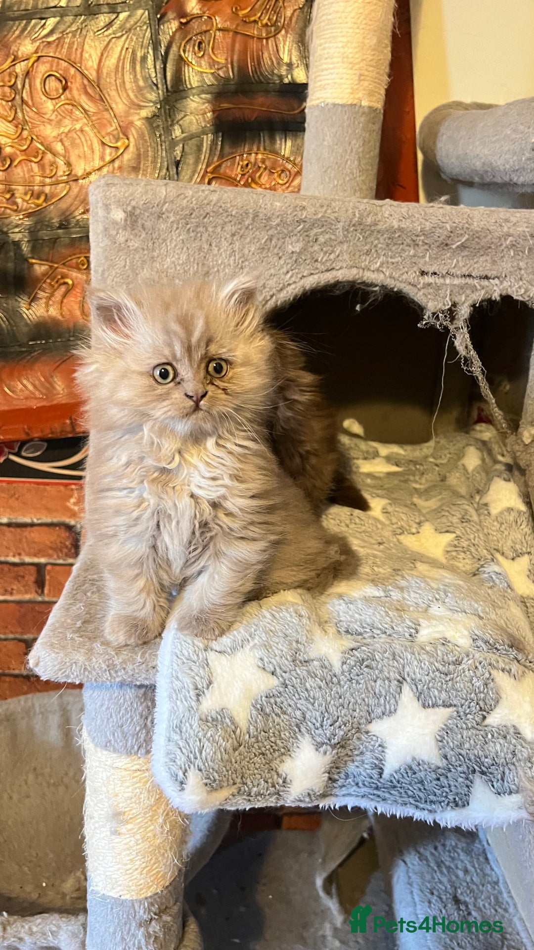 Persian cats for sale: Persian kitten ready to go - Image 8