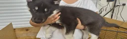 Siberian Husky dogs for sale: 5 Boys & 2 Girls Siberian Huskies – b. 21/5/26 - Advert 13