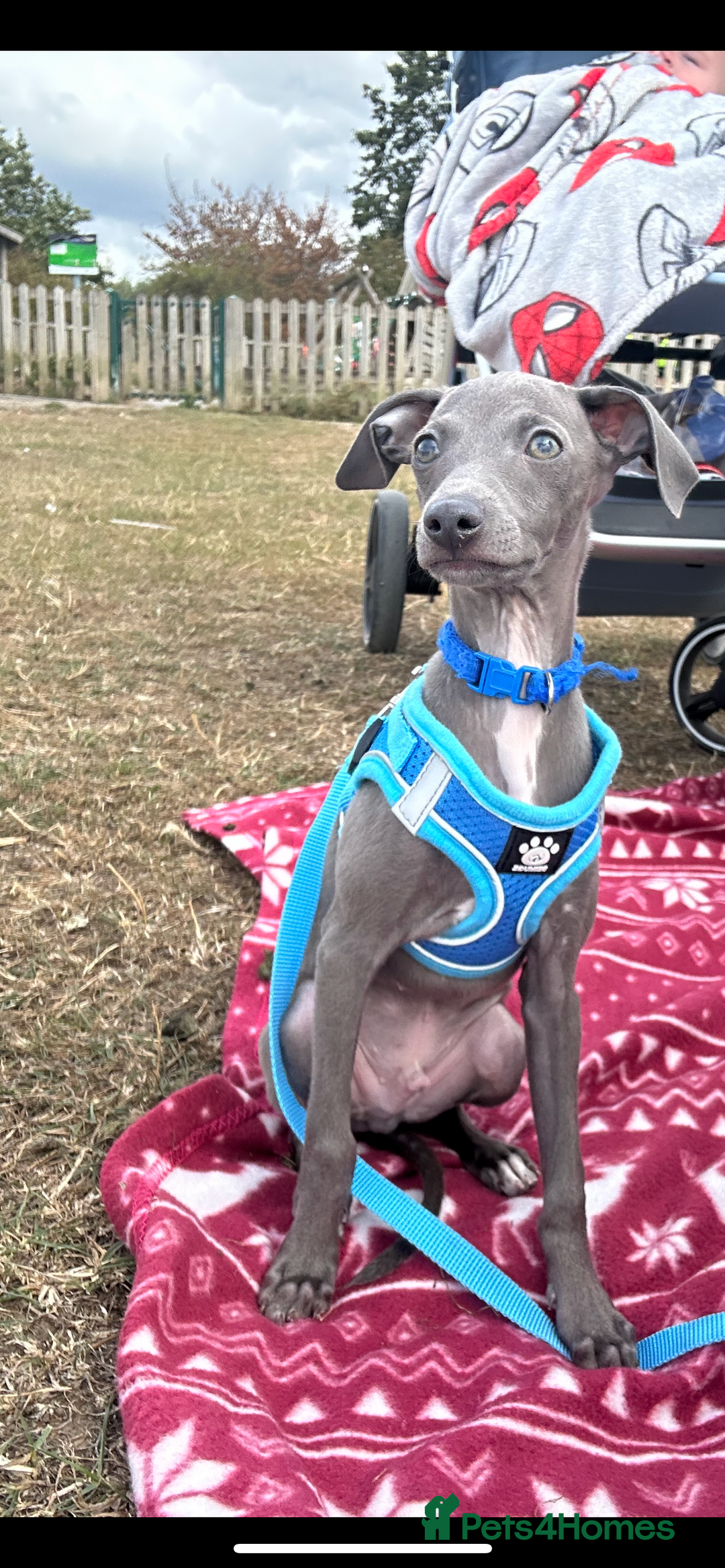 Italian Greyhound dogs for sale: Last blue boy kc reg ready now fully vaccinated  - Image 23