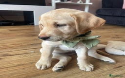 Labrador Retriever dogs for sale: 4 month old female golden labrador  - Image 3