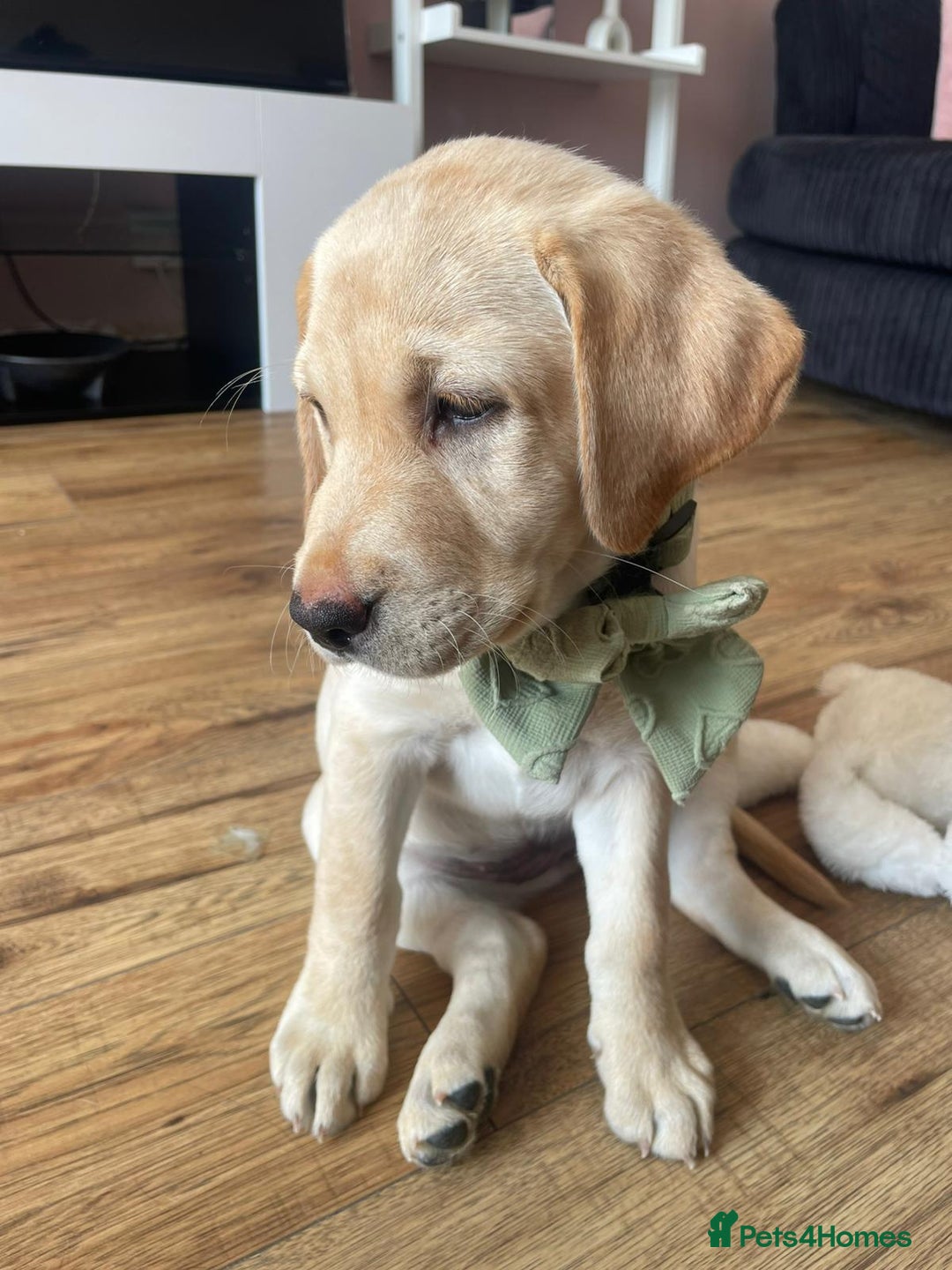 Labrador Retriever dogs for sale: 4 month old female golden labrador  - Image 3