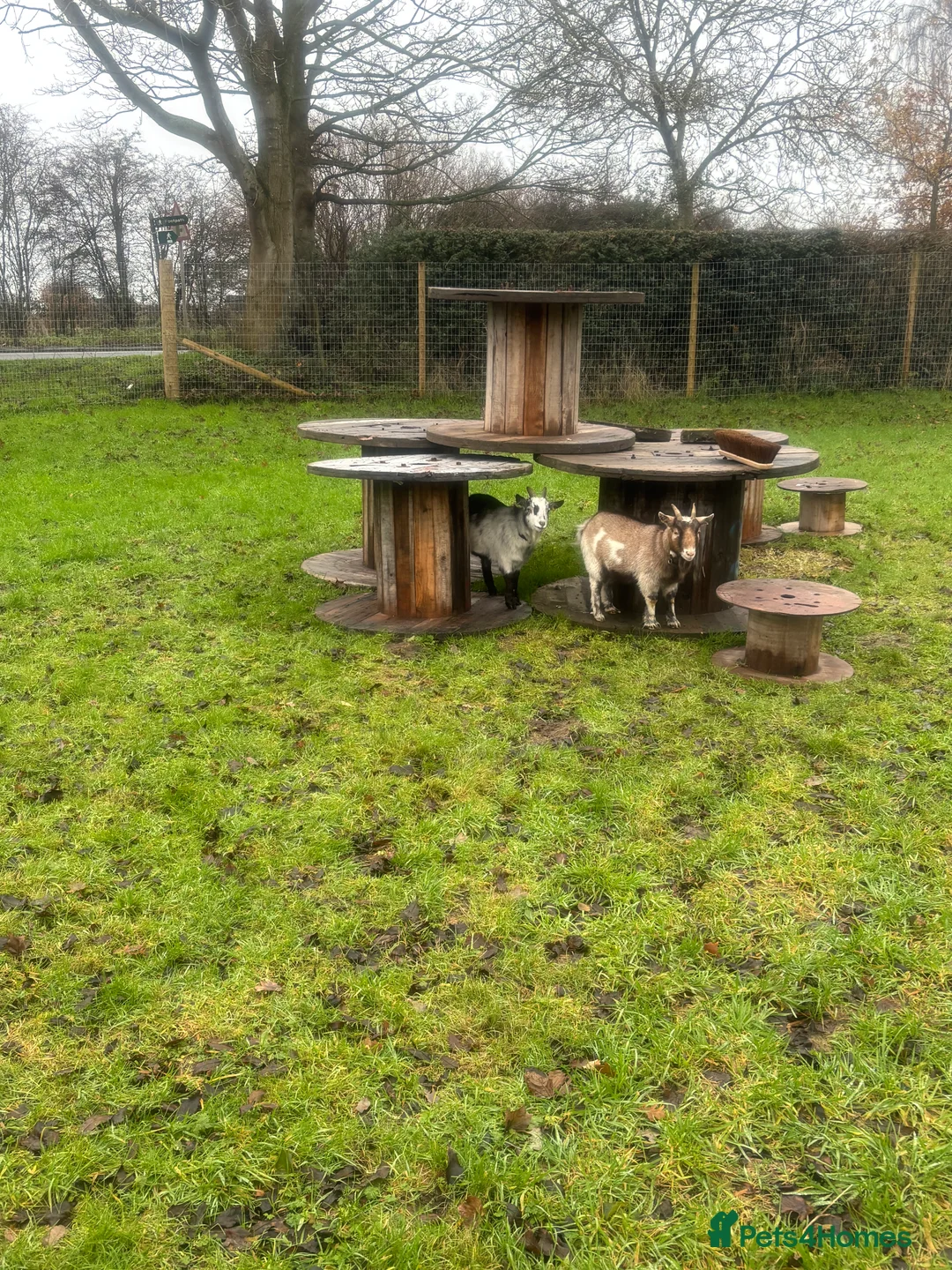 Goats livestock for sale: Pygmy wether looking for experienced home  - Advert 4