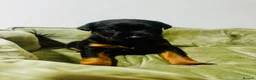 Dobermann dogs for sale: *Outstanding European Dobermanns for sale* - Advert 6