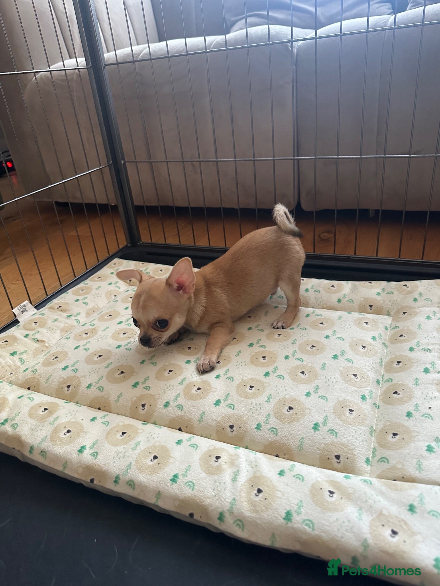 Chihuahua dogs Adorable Chihuahua Boy Pup - Advert 2