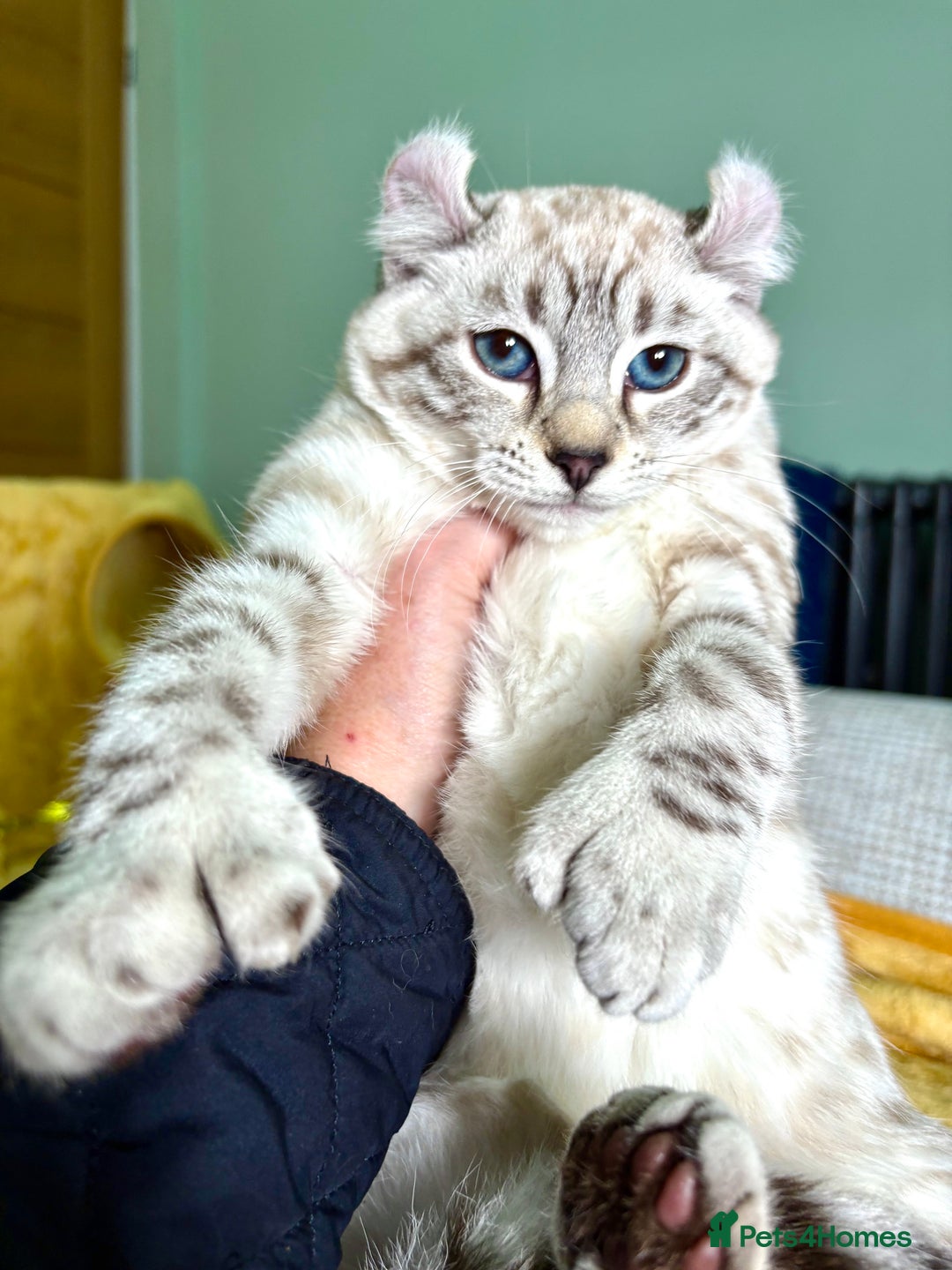 Savannah cats for sale: Breath taking wild looking girl  - Advert 15