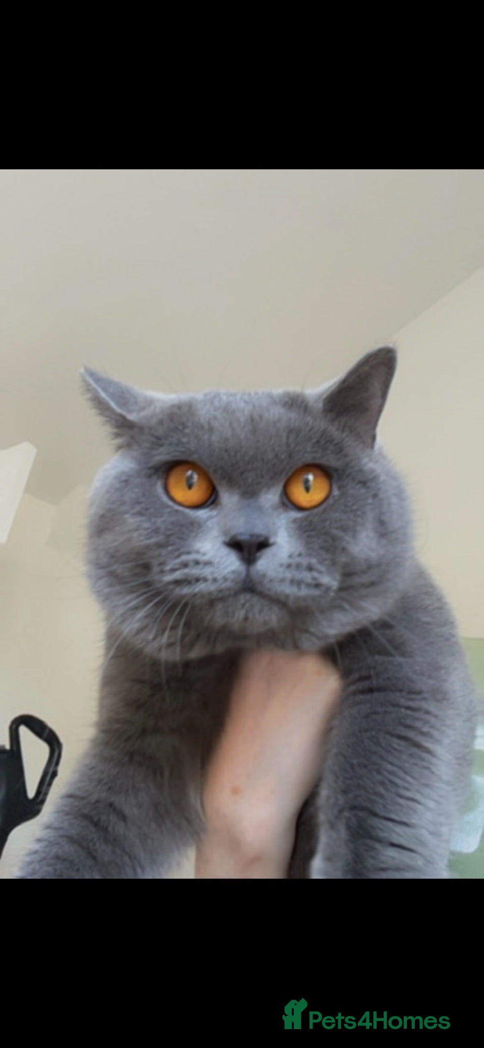 British Shorthair cats 💙 BLUE BRITISH SHORTHAIR – STUD SERVICES 💙 - Advert 1