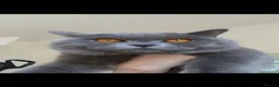 British Shorthair cats for stud: 💙 BLUE BRITISH SHORTHAIR – STUD SERVICES 💙 - Advert 1