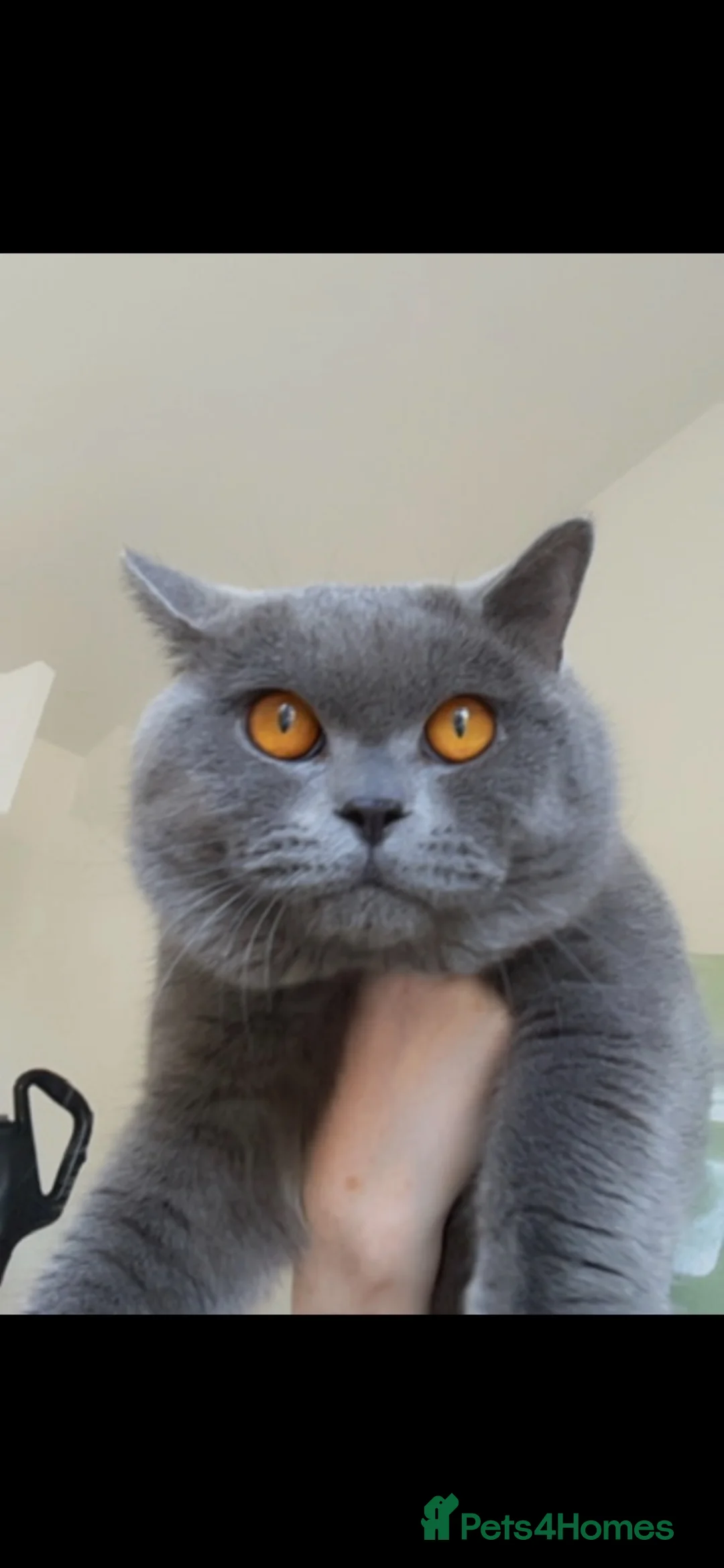 British Shorthair cats for stud: 💙 BLUE BRITISH SHORTHAIR – STUD SERVICES 💙 - Advert 1