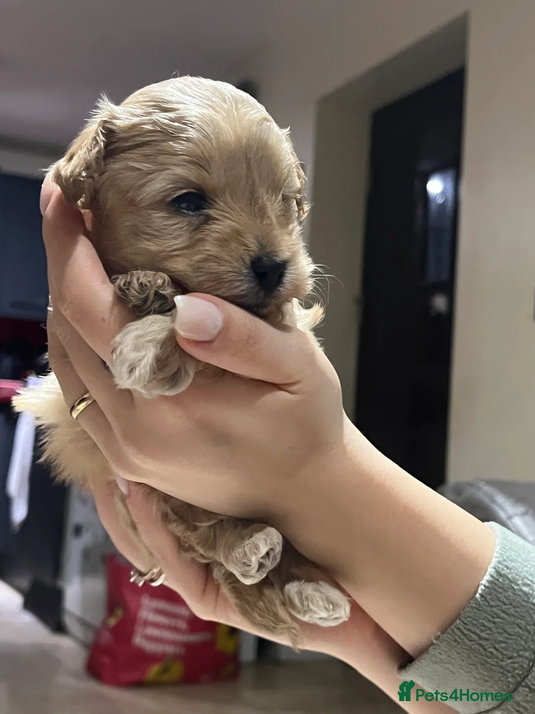 Maltipoo dogs for sale: Pure Maltipoo Puppies   - Advert 10