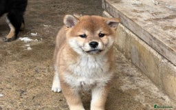 Japanese Shiba Inu dogs for sale: Multi champion Japanese Shiba Inu’s - Image 10