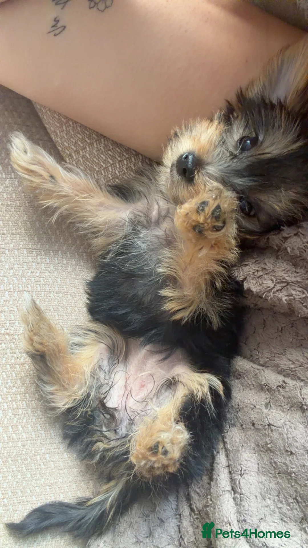 Yorkshire Terrier dogs for sale: 12 week old Yorkshire terrier puppy  in Manchester - Advert 2