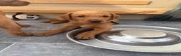 Labrador Retriever dogs for sale: Stunning Fox Red Working Labrador Retriever  in Bolton - Advert 21