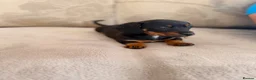 Jackshund dogs for sale: Jackshund puppy for sale  - Advert 11