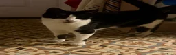 Domestic Shorthair cats for sale: 3 and a half year old cat - Advert 2