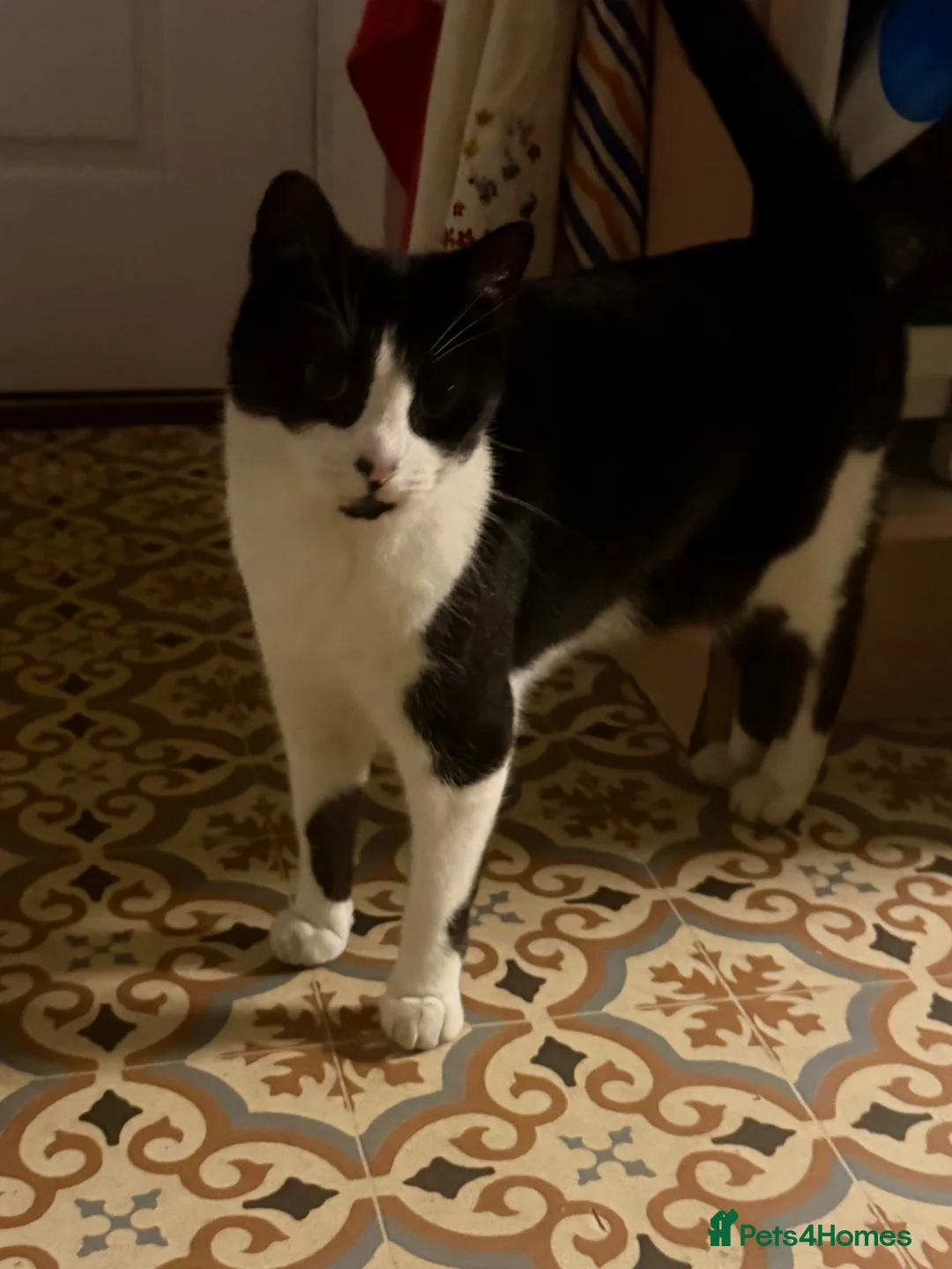 Domestic Shorthair cats for sale: 3 and a half year old cat - Advert 2