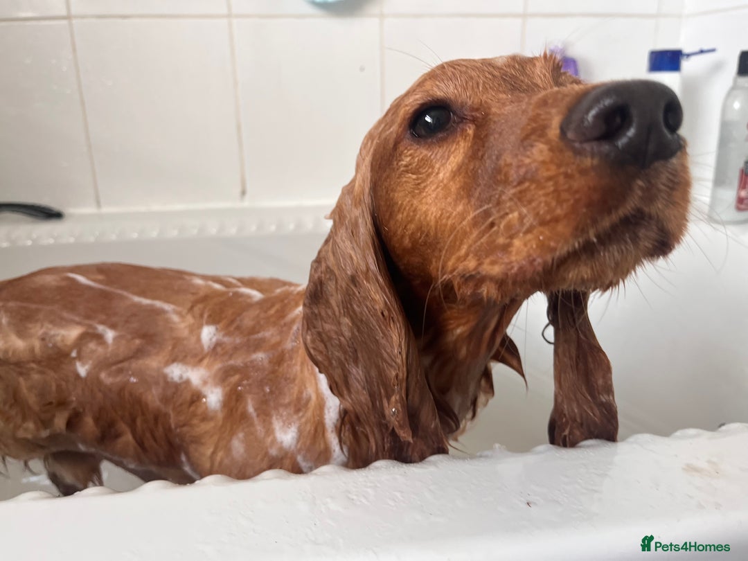 Cocker Spaniel dogs for sale: 1yr old Cocker Spaniel Male  - Advert 4