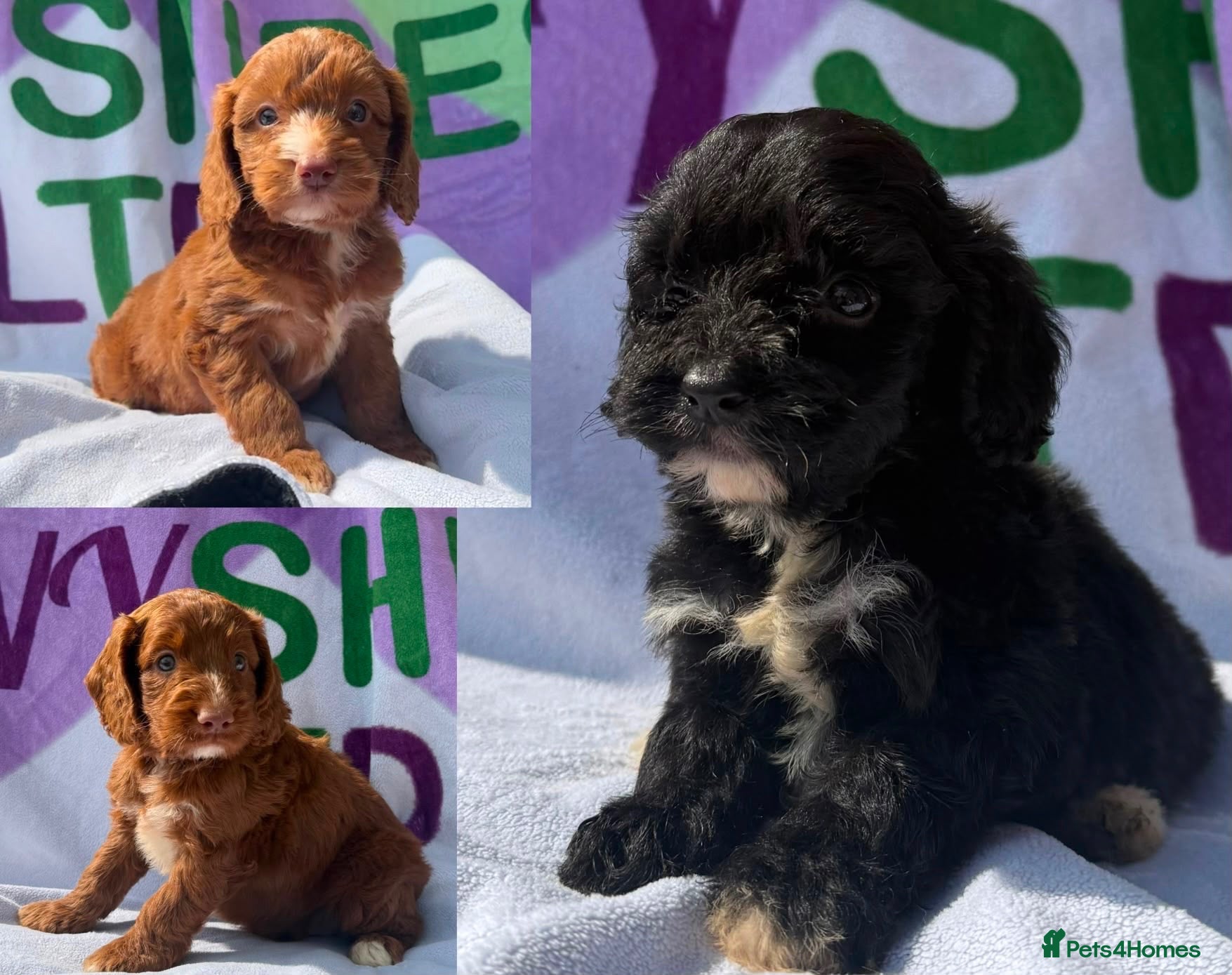 Cockapoo dogs F1 mini Cockapoo’s various colours 30 dna clear  - Advert 1