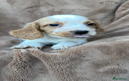 Cocker Spaniel dogs for sale: Gorgeous kc registered cocker spaniel puppies - Image 10