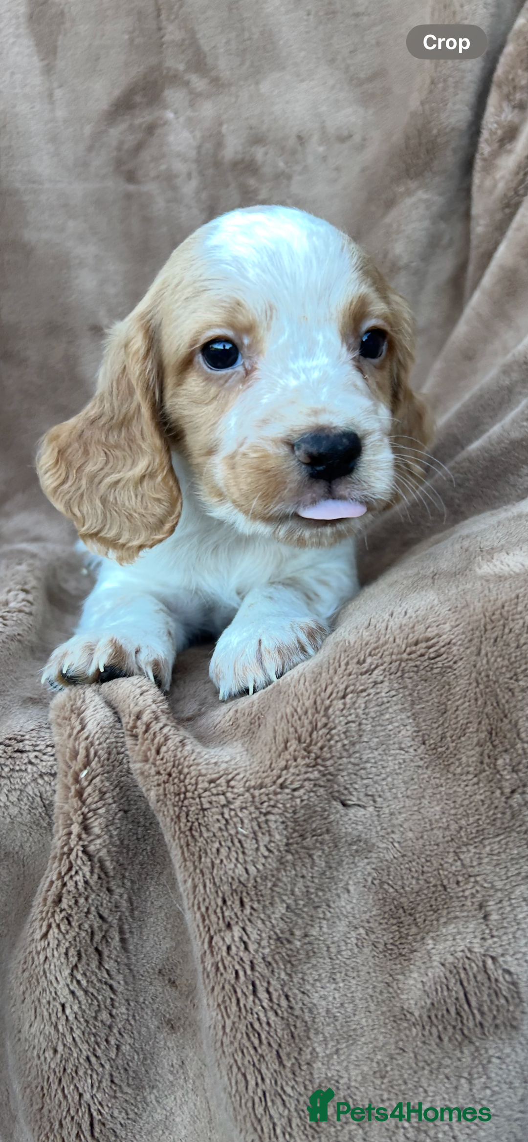Cocker Spaniel dogs for sale: Gorgeous kc registered cocker spaniel puppies - Image 10